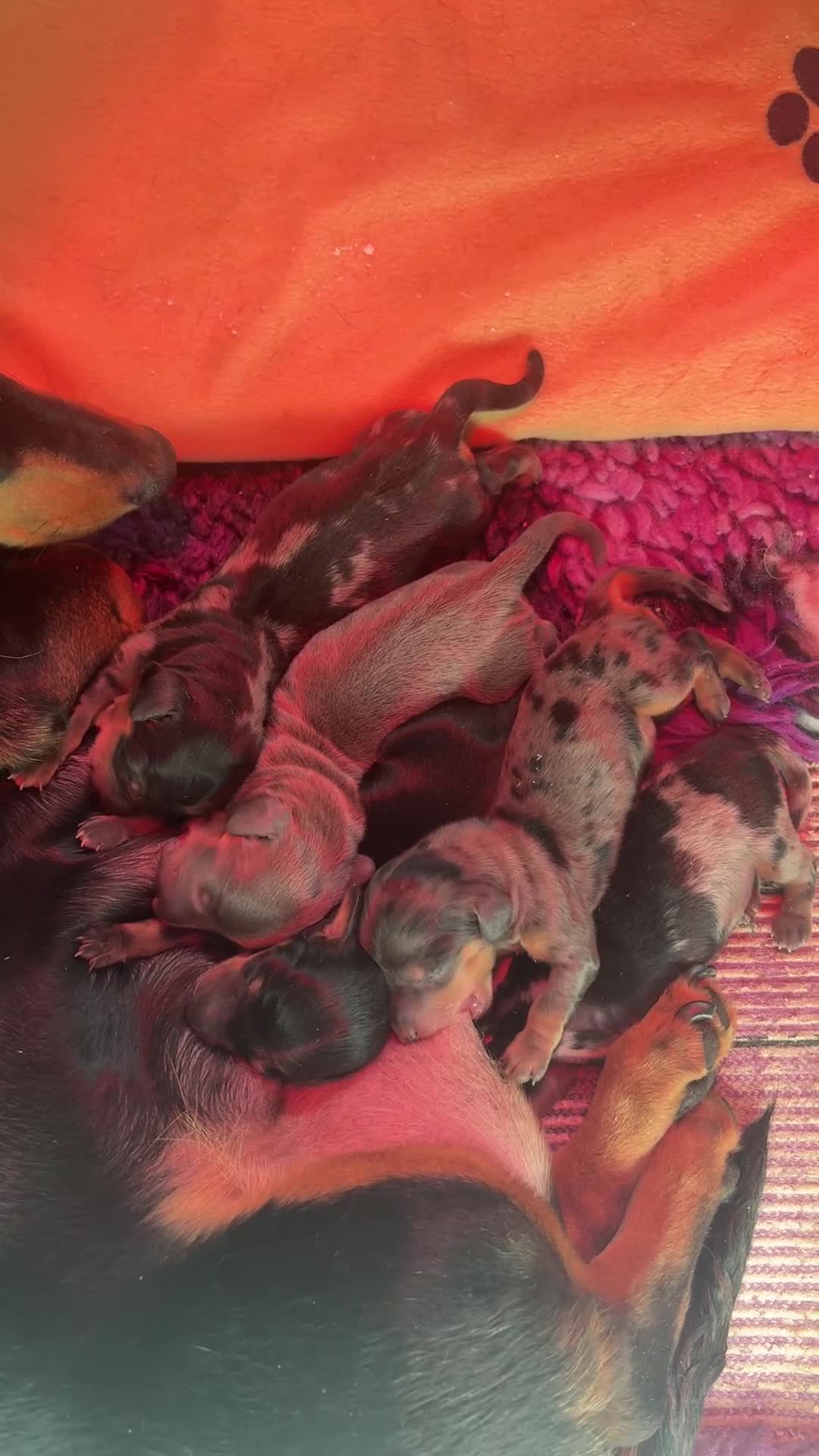 Dachshund dogs for sale: Quality Dachunds - Video 1