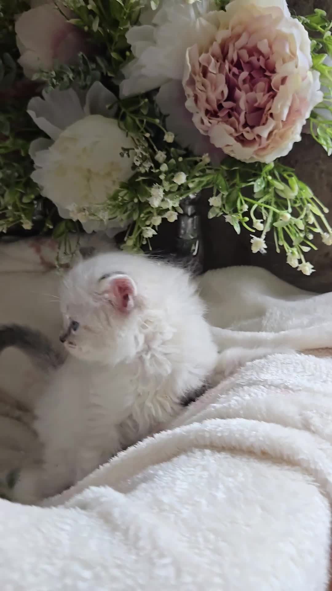 Ragdoll cats for sale: Gorgeous Pedigree ragdoll kittens - Video 5