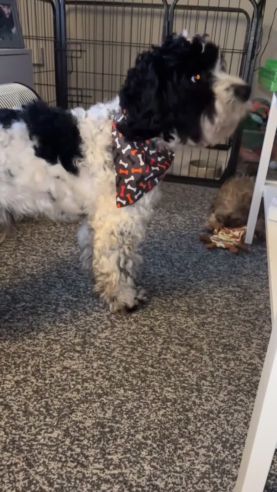 Sproodle dogs for stud: Stunning sproodle for stud  - Video 1