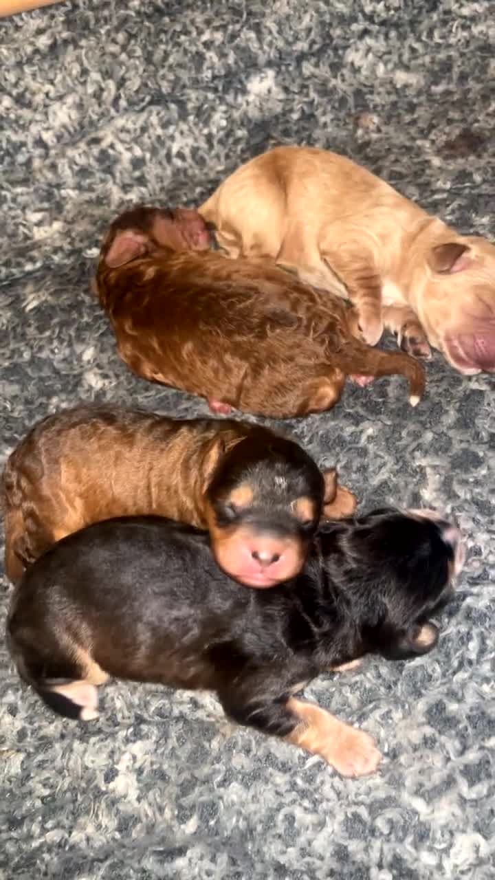 Cavapoo dogs for sale: 🐾 Cavapoo puppies 🐾 - Video 2