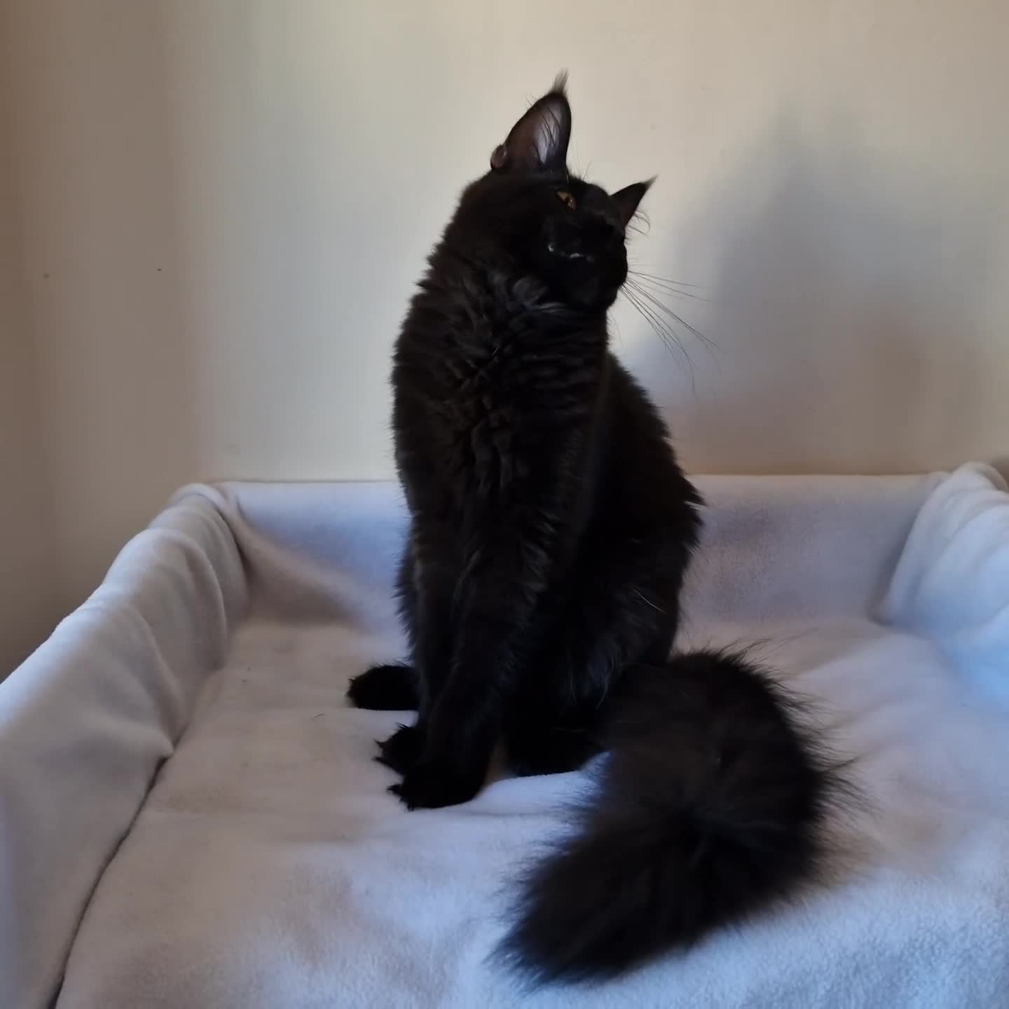 Maine Coon cats for sale: Studing solid black females🎀🐈‍⬛ - Video 1
