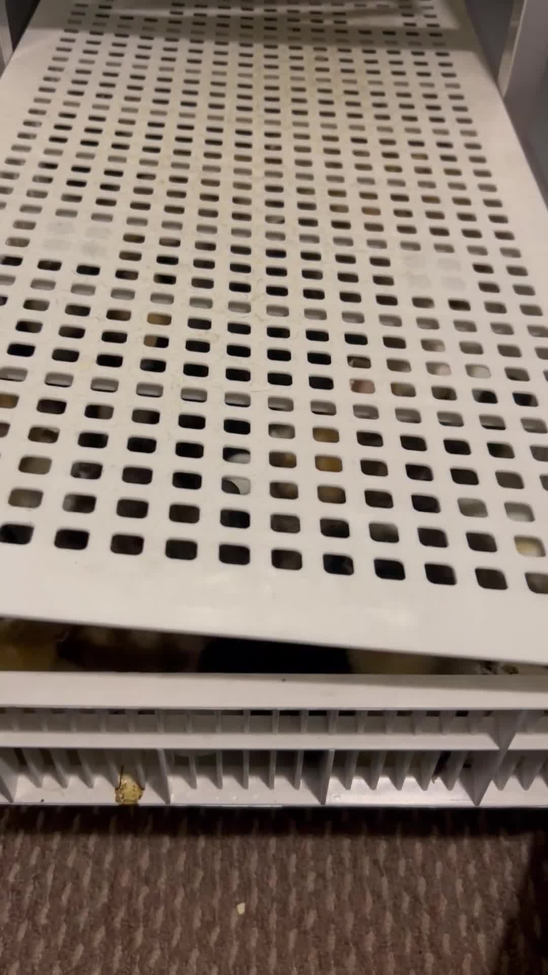 Ducks poultry for sale: Day old Runner Ducklings - Video 1