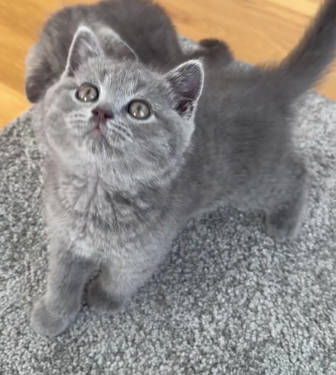 British Shorthair cats for sale: British Shorthair Kittens – Ready Now 🐾 - Video 2