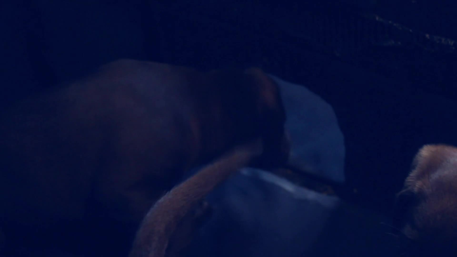 Labrador Retriever dogs for sale: Chocolate Labrador in Glasgow - Video 1