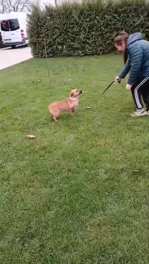 Mixed Breed dogs for adoption: 🐾 Duggie – a tiny boy with the biggest heart 💛 - Video 2