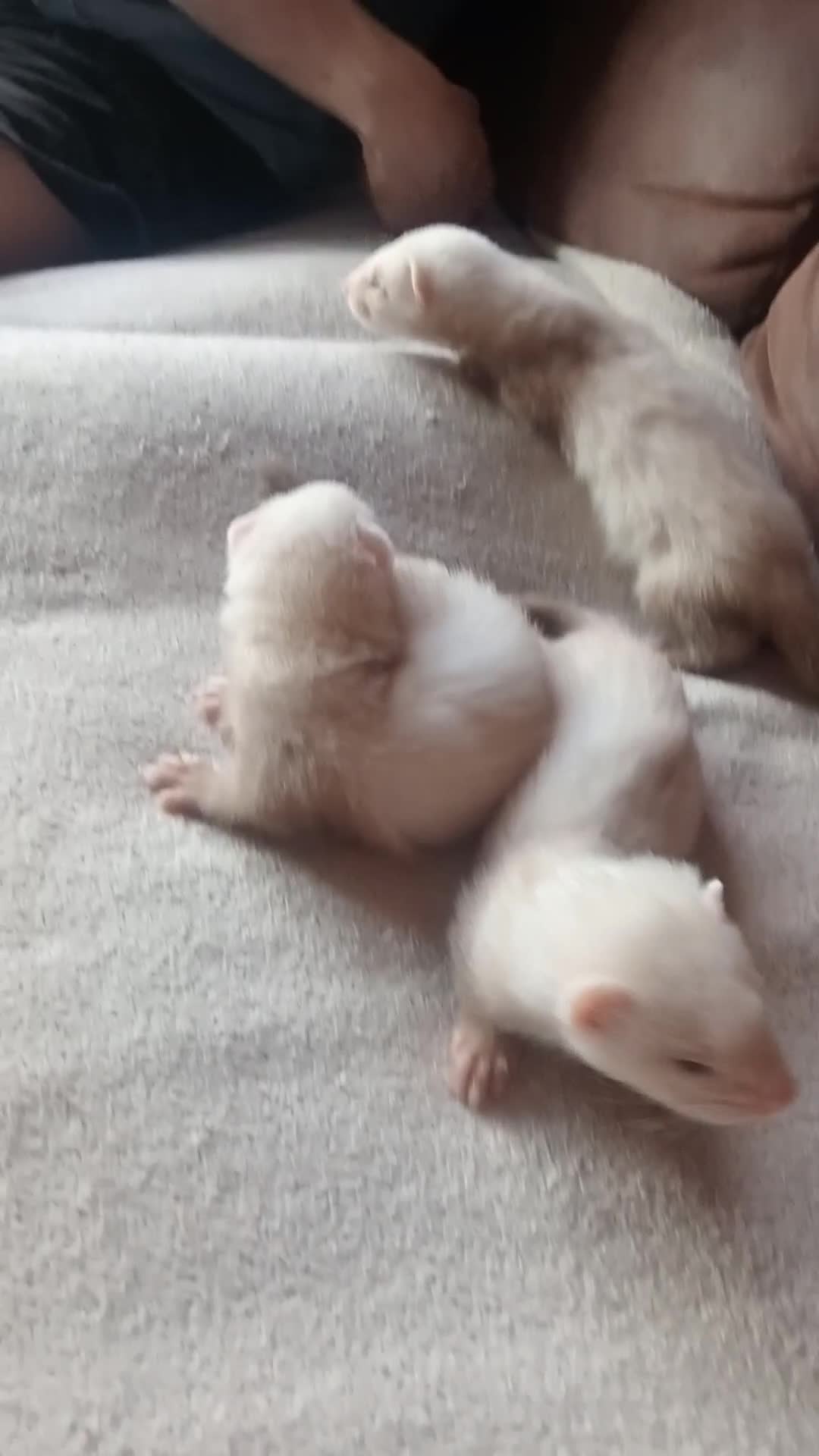 Ferret rodents for sale: 3 sandy hobs ferrets  - Video 1