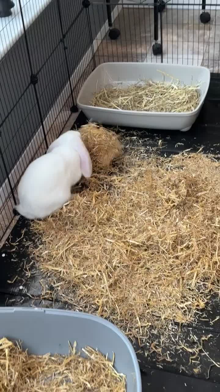 English Lop rabbits for sale: Holland Lop Male  - Video 1