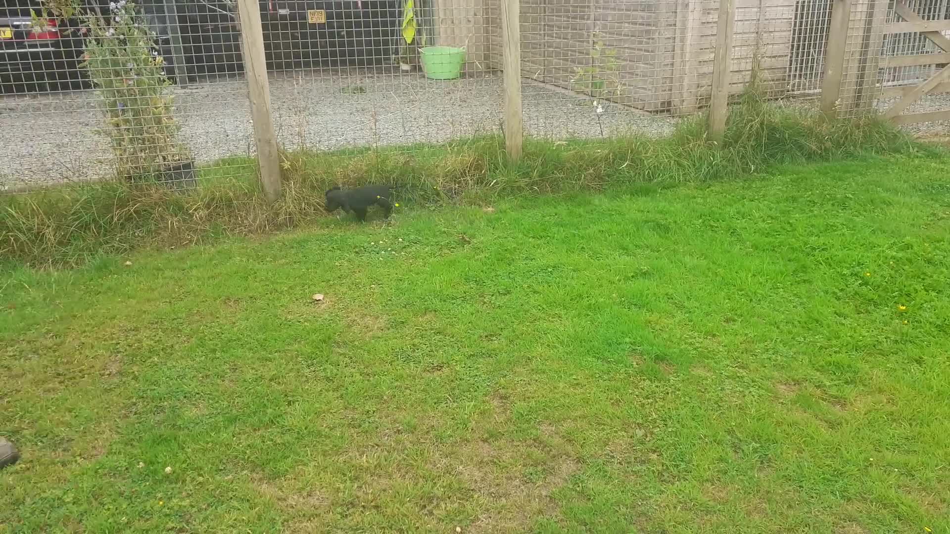 Cocker Spaniel dogs for sale: Black working cocker bitch pup - Video 1