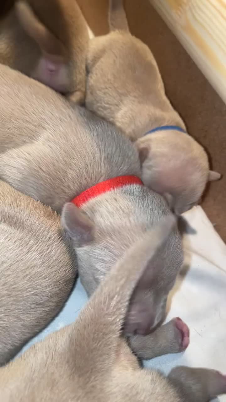 American Bully dogs for sale: Pocket bullies  - Video 1