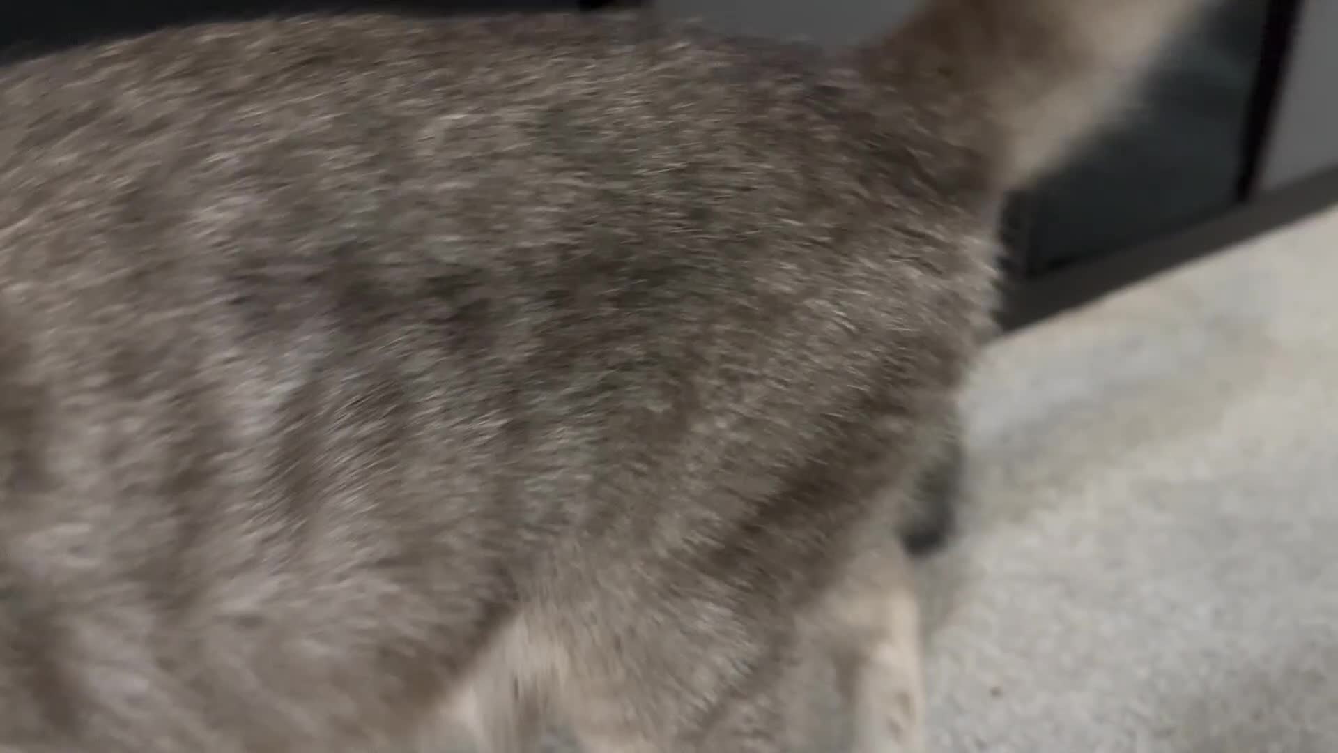 Scottish Fold cats for sale: Beautiful Scottish straight cross British shorts😍 - Video 3