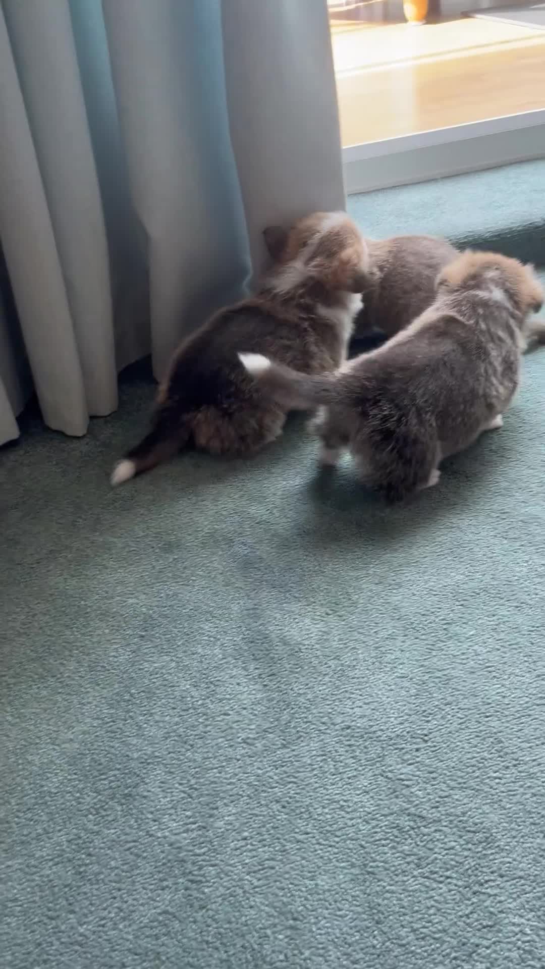 Welsh Corgi Pembroke dogs for sale: Welsh Pembroke Corgi in Darlington - Video 1