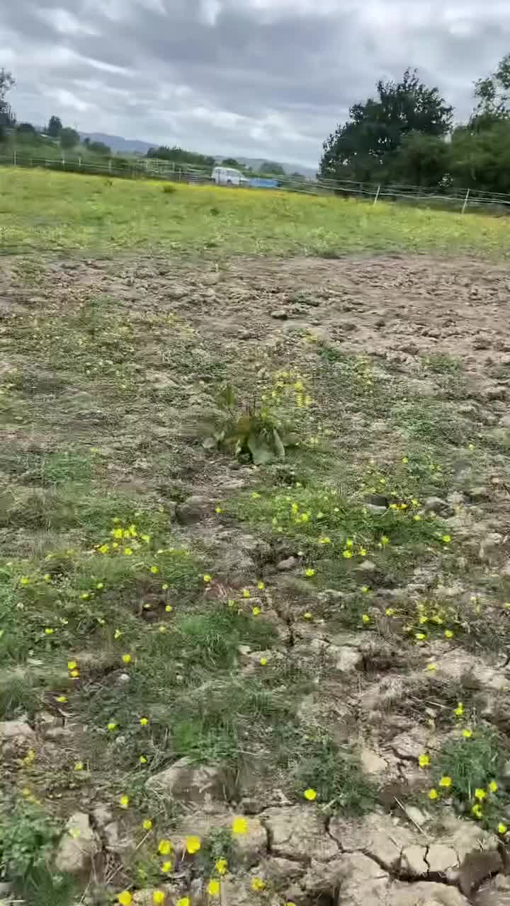 Irish Thoroughbred horses for sale: Sad Sale of a much loved boy in Chesterfield - Video 1