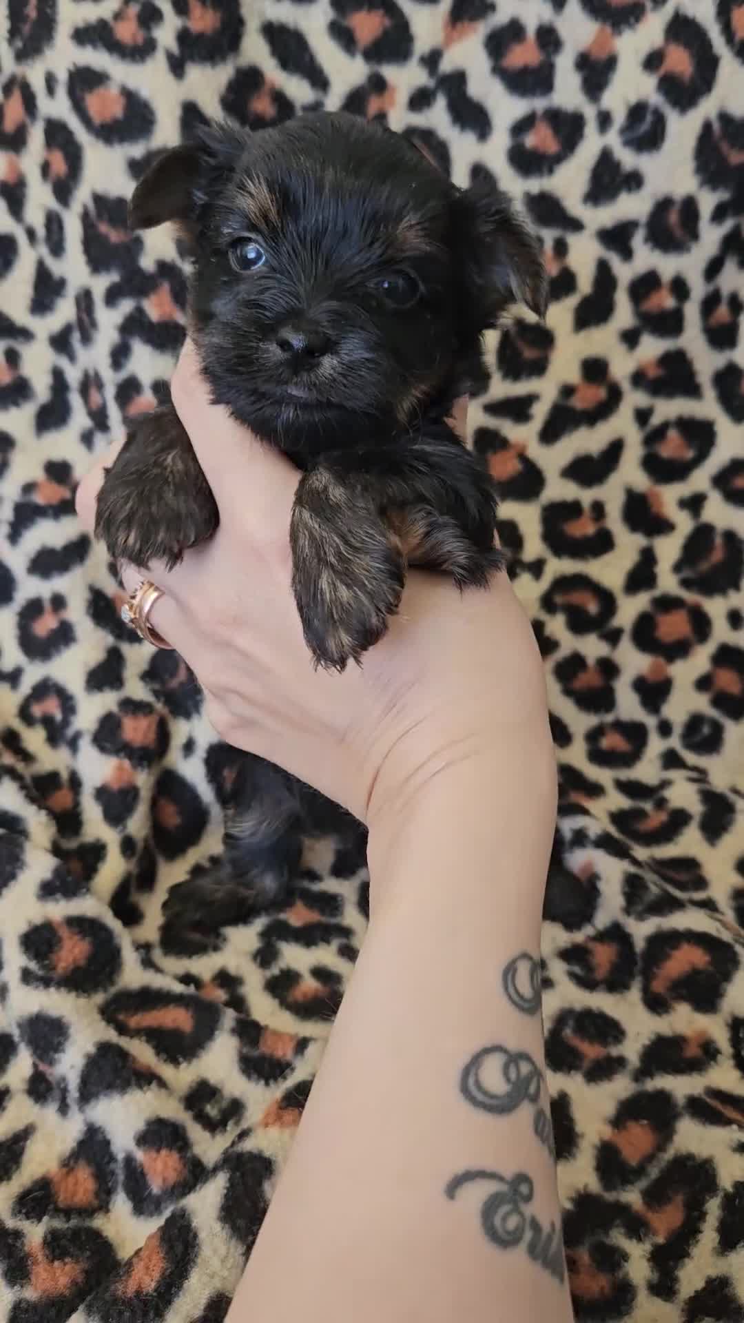 Yorkshire Terrier dogs for sale: 🩷 1 Toy girl 🩷DNA tested parents 2 girls 3 boys  - Video 2