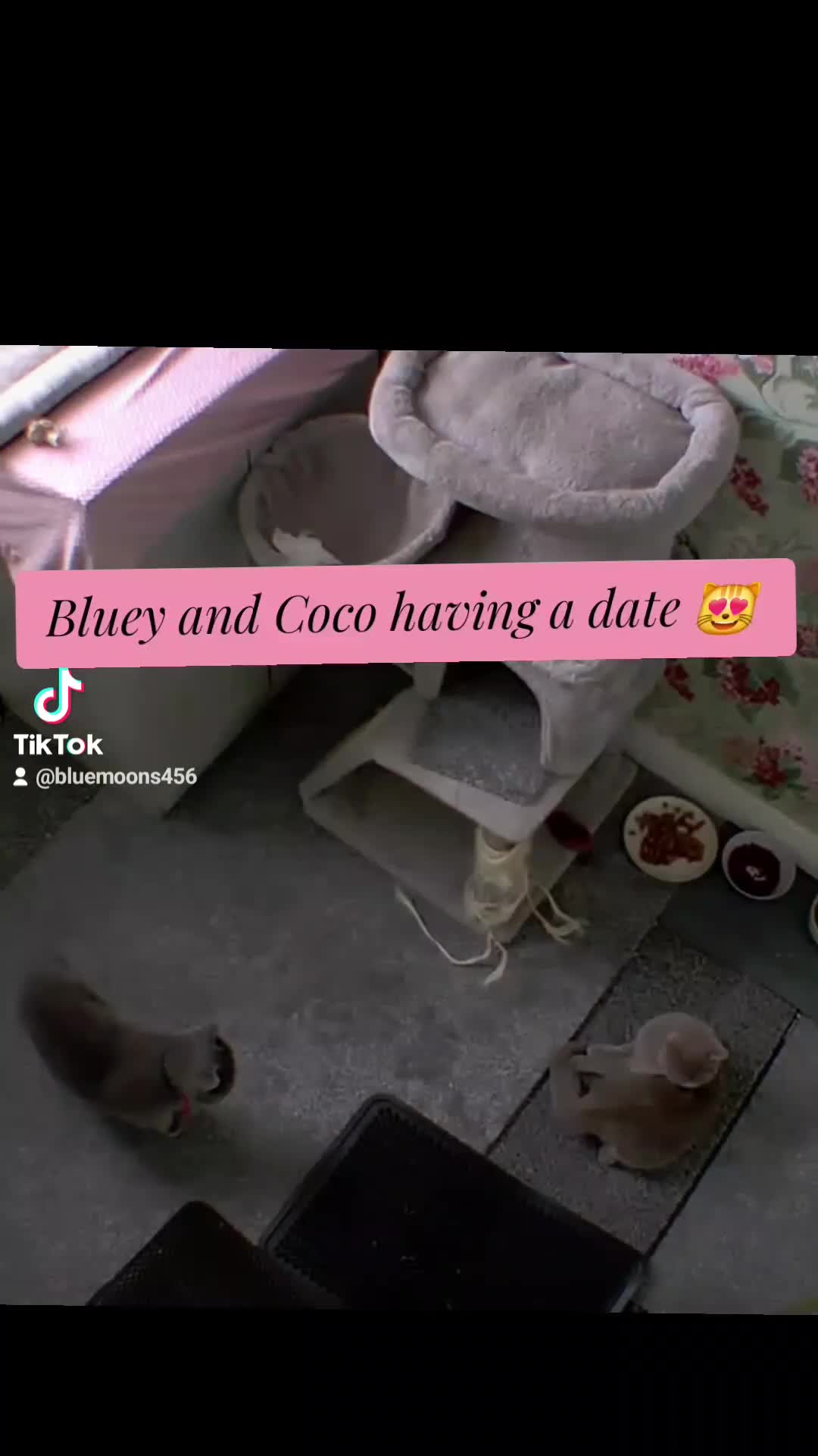 British Shorthair cats for stud: British Shorthair Stud  - Video 3