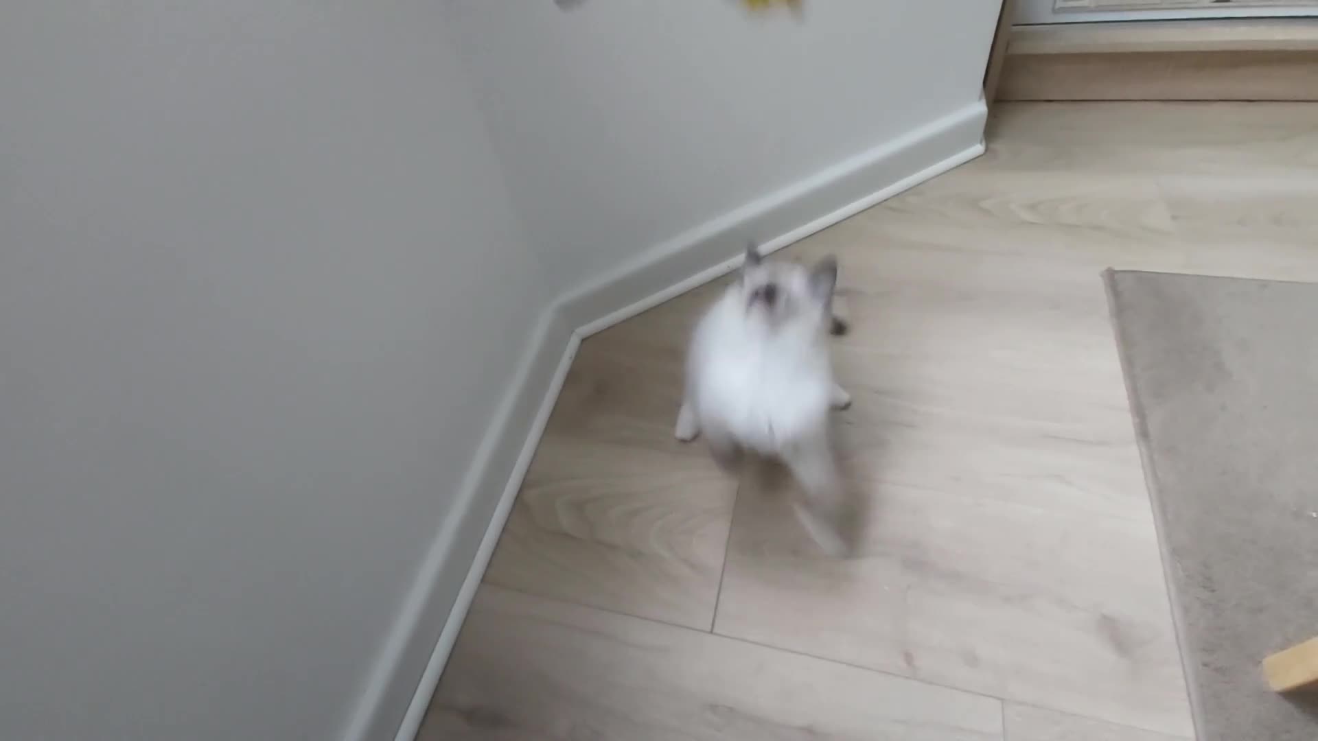 Ragdoll cats for sale: RAGDOLL SEAL POINT BLUE EYES READY NOW! - Video 3