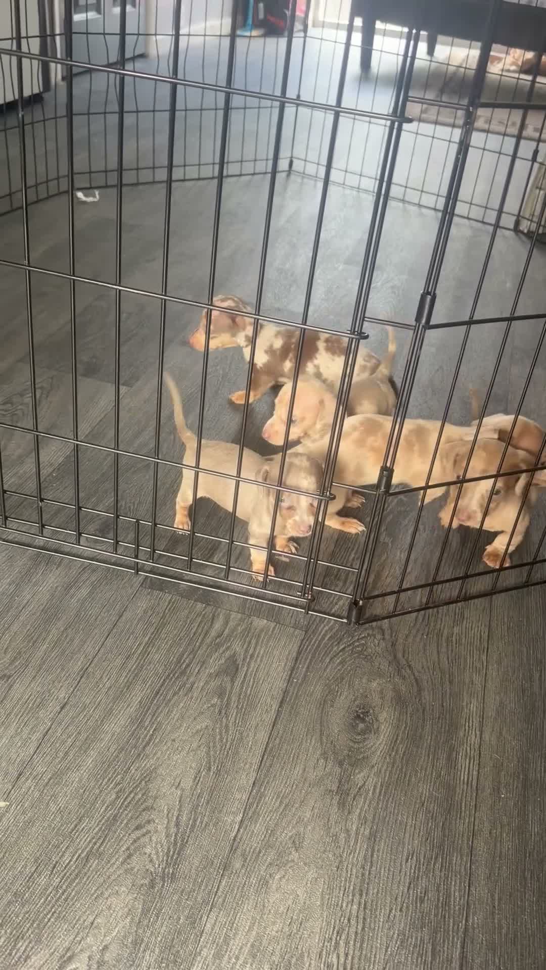Miniature Dachshund dogs for sale: Miniature daschund puppies - Video 1