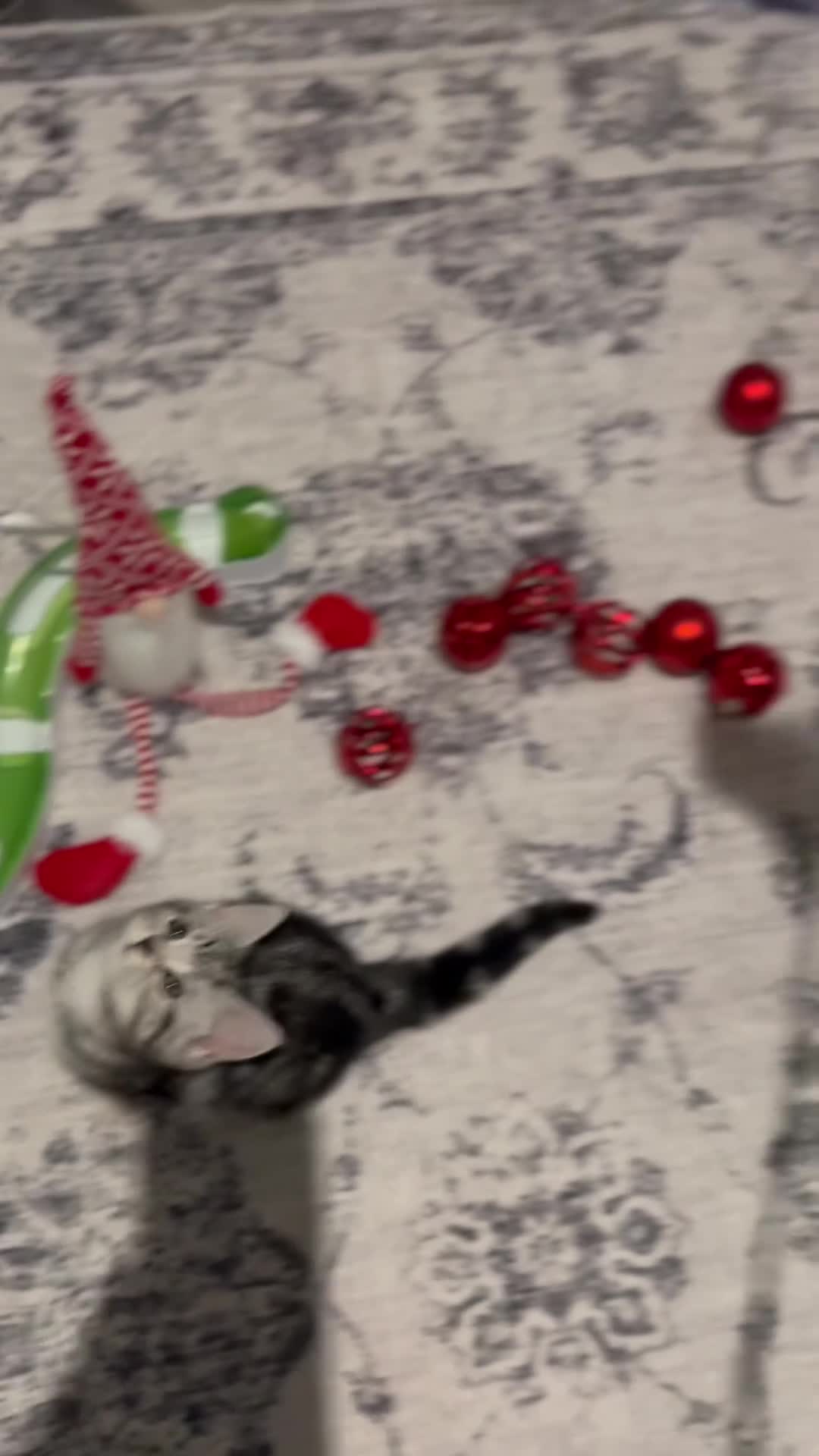 British Shorthair cats for sale: Kittens bsh blh - Video 2