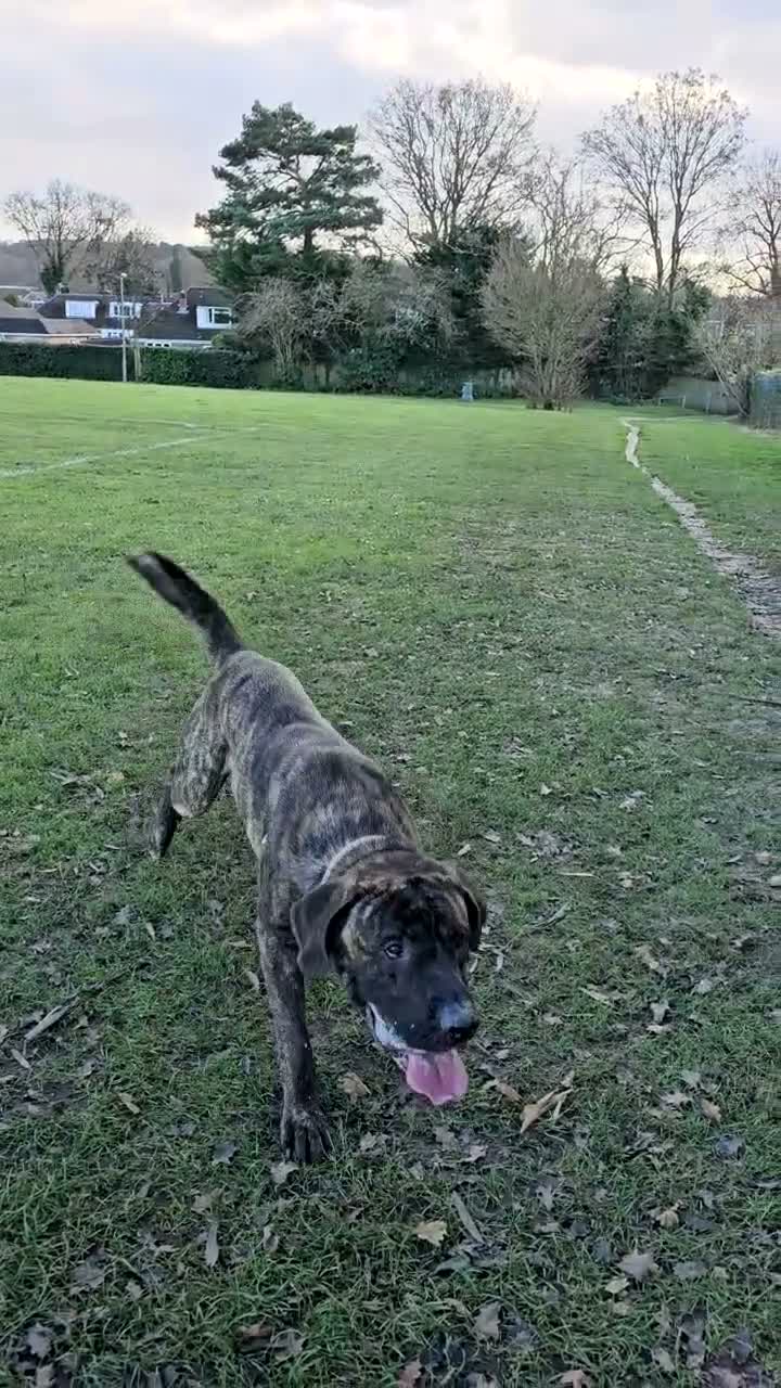 Cane Corso dogs for sale: Male Cane Corso 5 years old  in Farnborough - Video 1