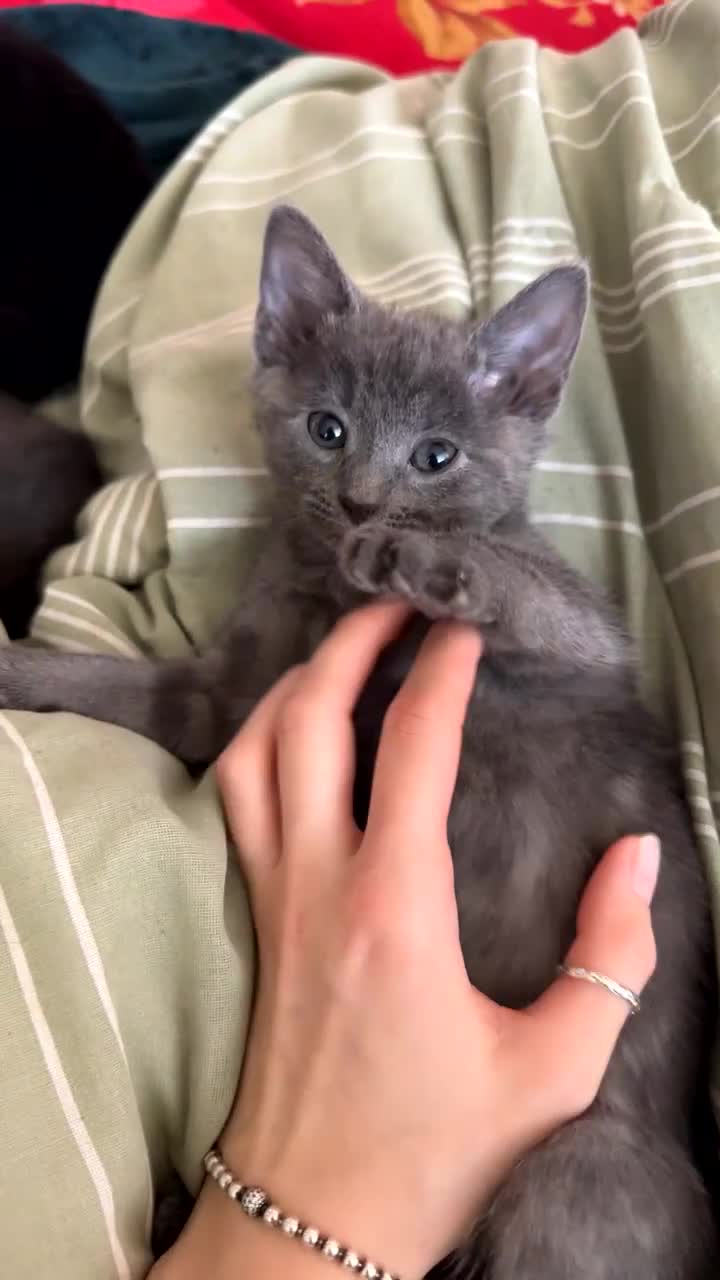 Domestic Shorthair cats for sale: Friendly playful kittens looking for a loving home - Video 1