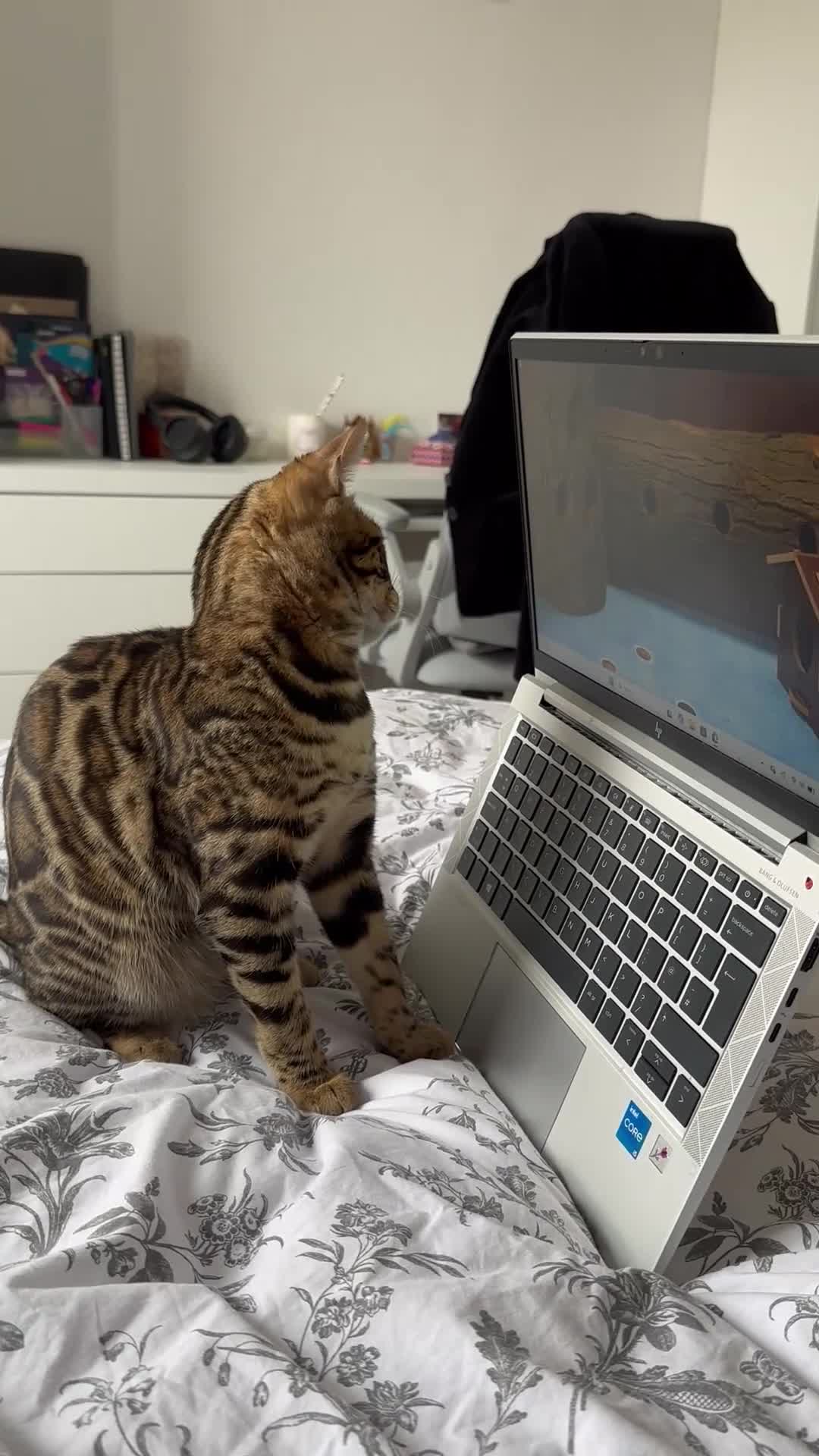 Bengal cats for sale: Pure Bengal cat for sale  in London - Video 1