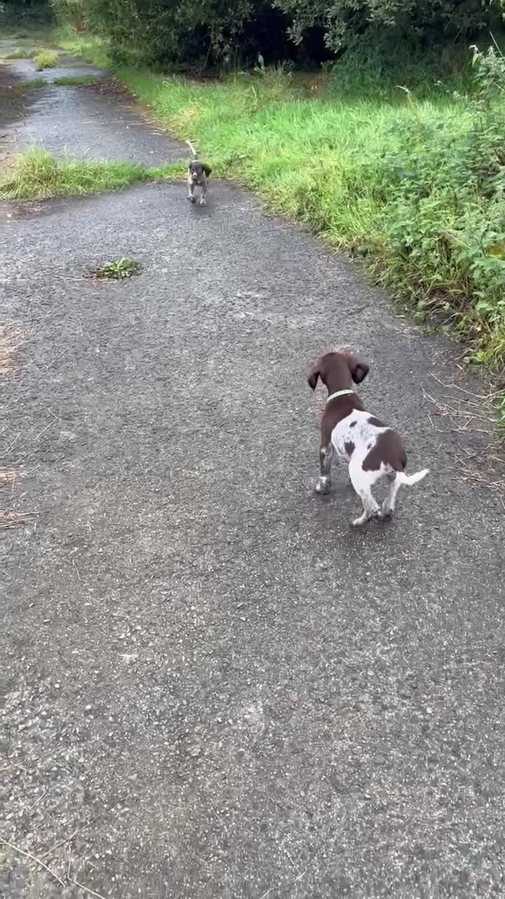 German Shorthaired Pointer dogs for sale: 3boys 3girls left ‼️Stunning Litter of GSP puppies - Video 1