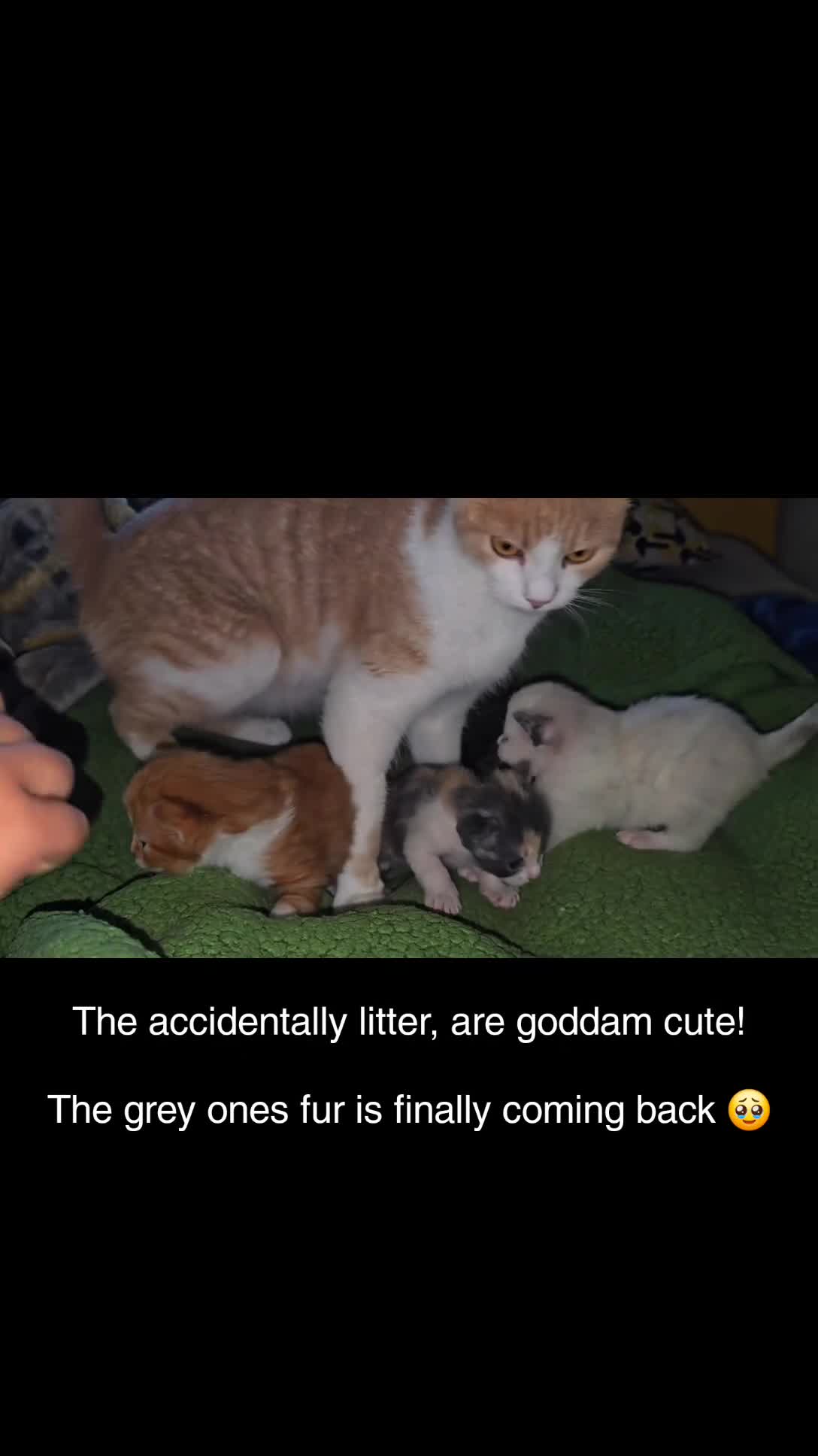 British Shorthair cats for sale: Kittens available  - Video 1