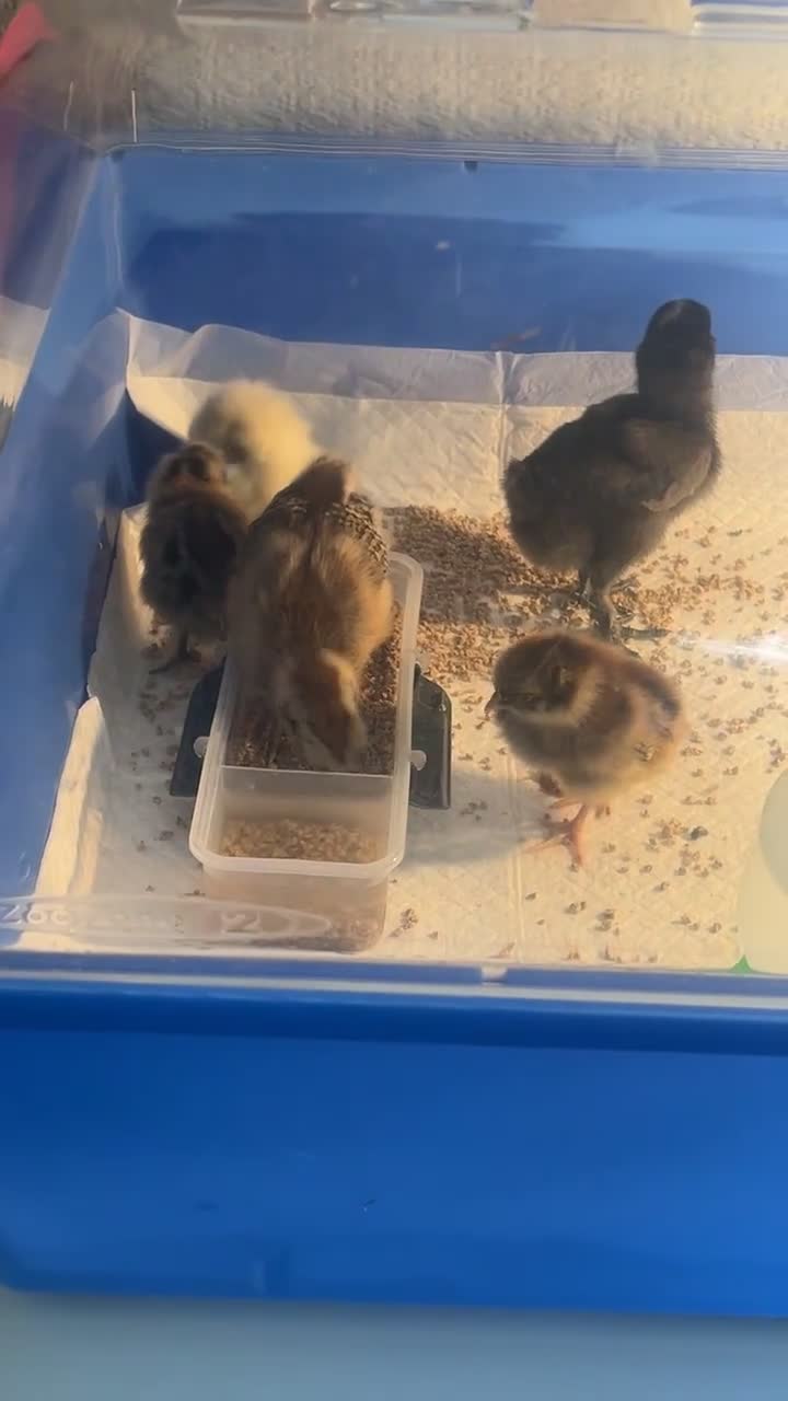 Chickens poultry for sale: Two 2 weeks old chicks  - Video 3