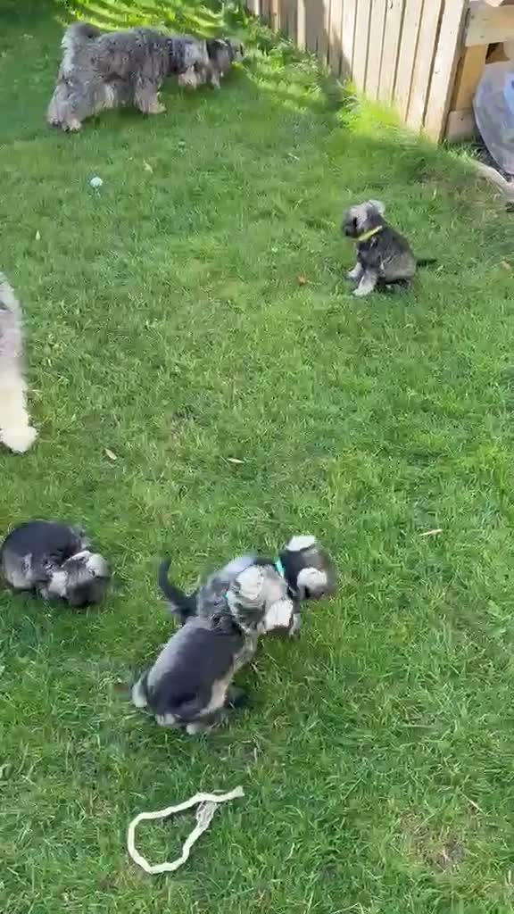 Miniature Schnauzer dogs for sale: Beautiful Mini' Schnau' Puppies in Perth - Video 1