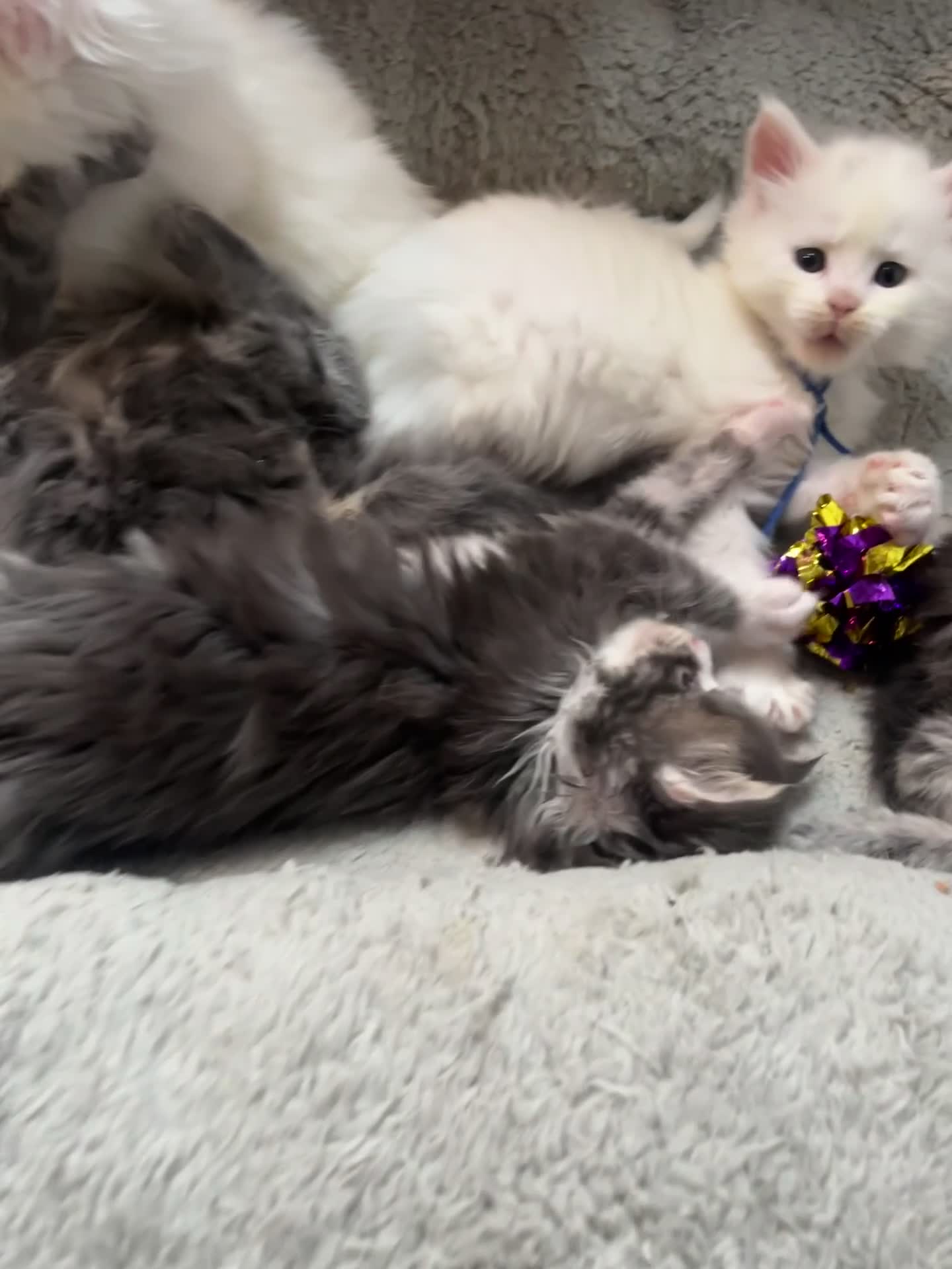 Maine Coon cats for sale: Stunning pedigree Maine coon kittens TICA  - Video 1