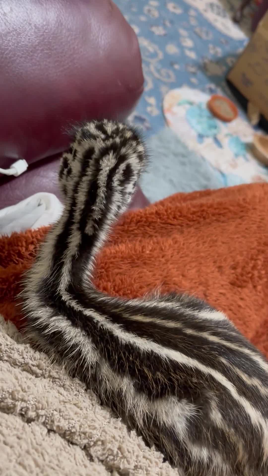 Emus poultry for sale: Emu Chick - Video 1