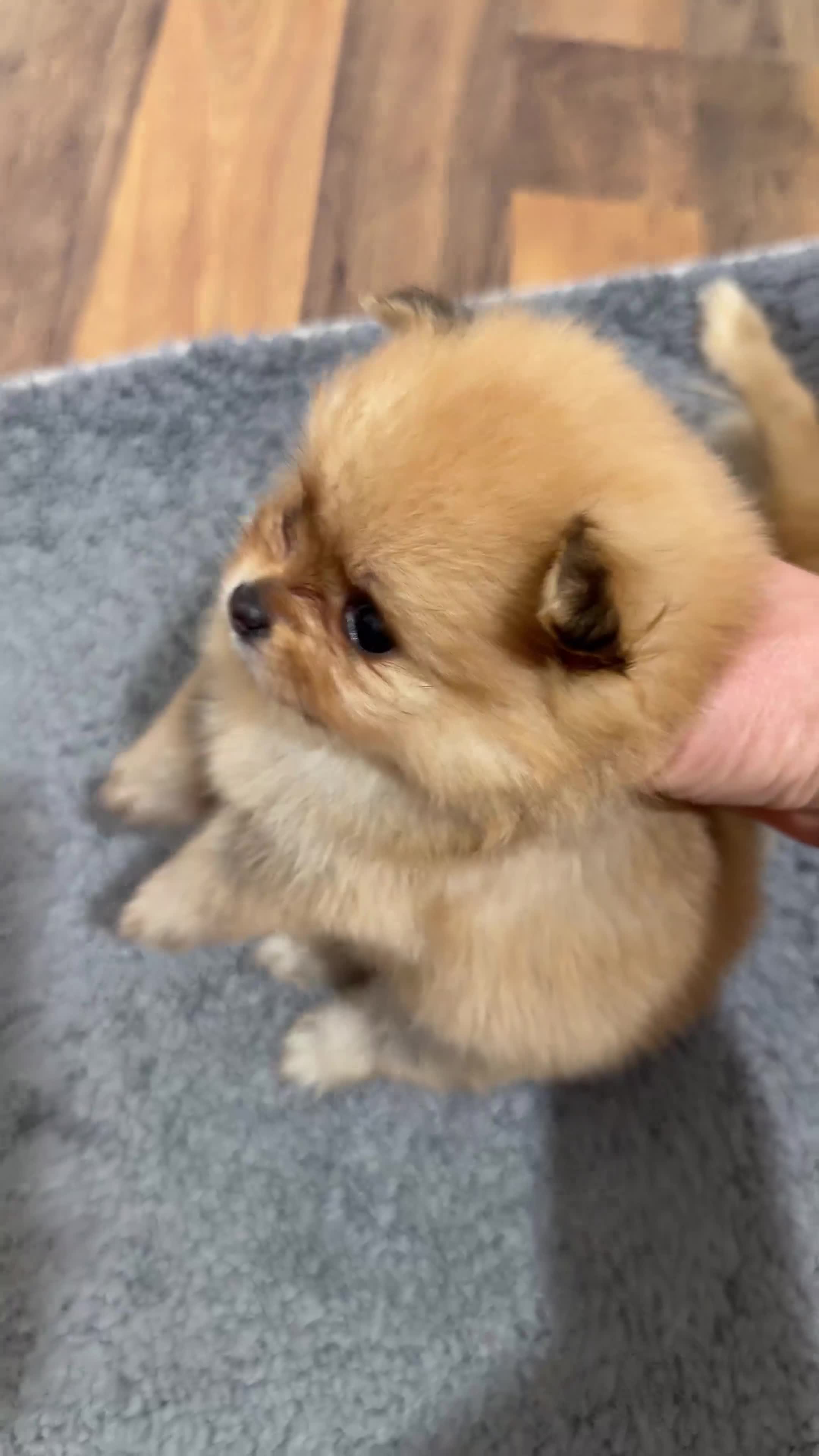 Pomeranian dogs for sale: Beautiful Pomeranian puppies in Burnley - Video 3