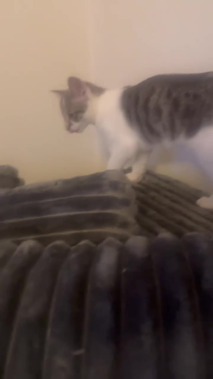 Mixed Breed cats for sale: Beautiful Playful Kittens Ready Now in Honiton - Video 1