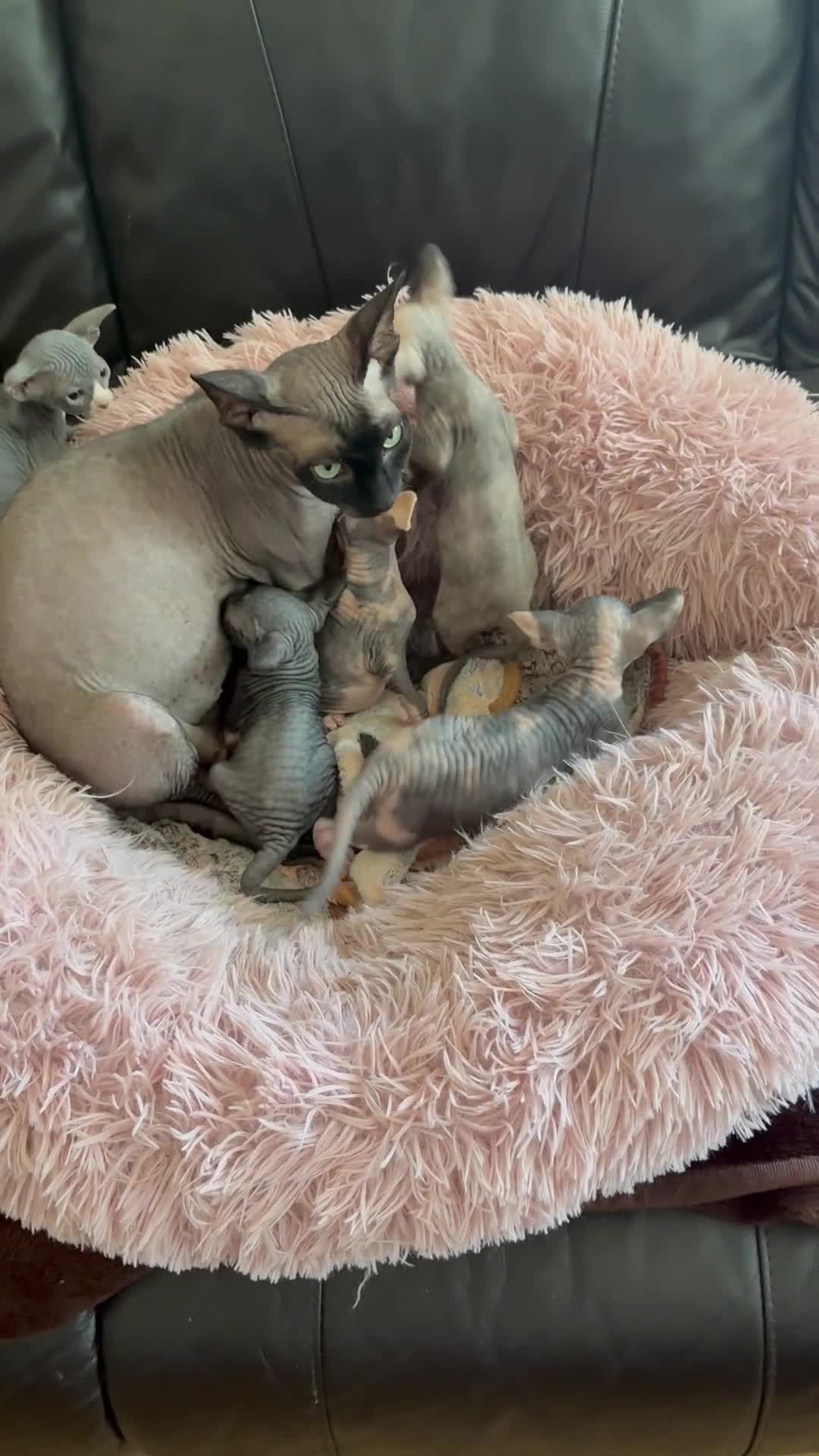 Sphynx cats for sale: Unusual Sphinx’s kittens  - Video 3
