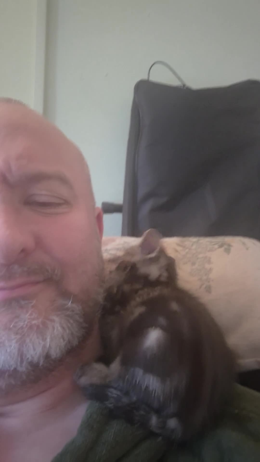 Mixed Breed cats for sale: Rare opportunity to have loving bottle fed Kittens in Melton Constable - Video 1