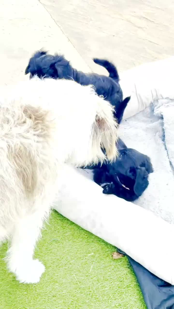 Bordoodle dogs for sale: F1b Bordoodle Puppies - Video 2