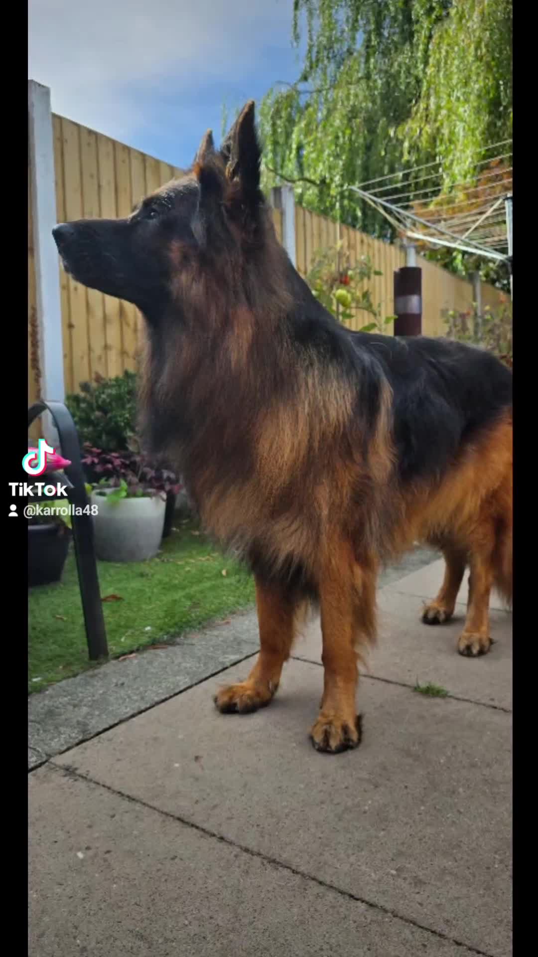 German Shepherd dogs for stud: STUD Mustang german shepherd KC  in Stoke-on-Trent - Video 2