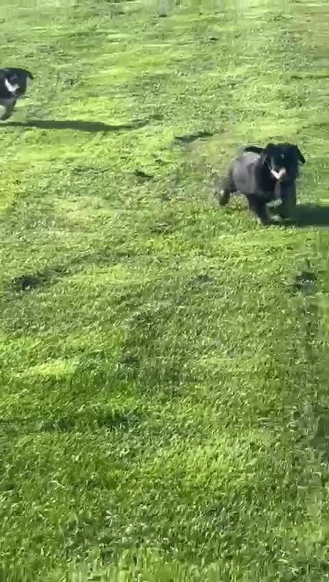 Mixed Breed dogs for sale: Bearded Collie cross New Zealand Huntaway  - Video 1