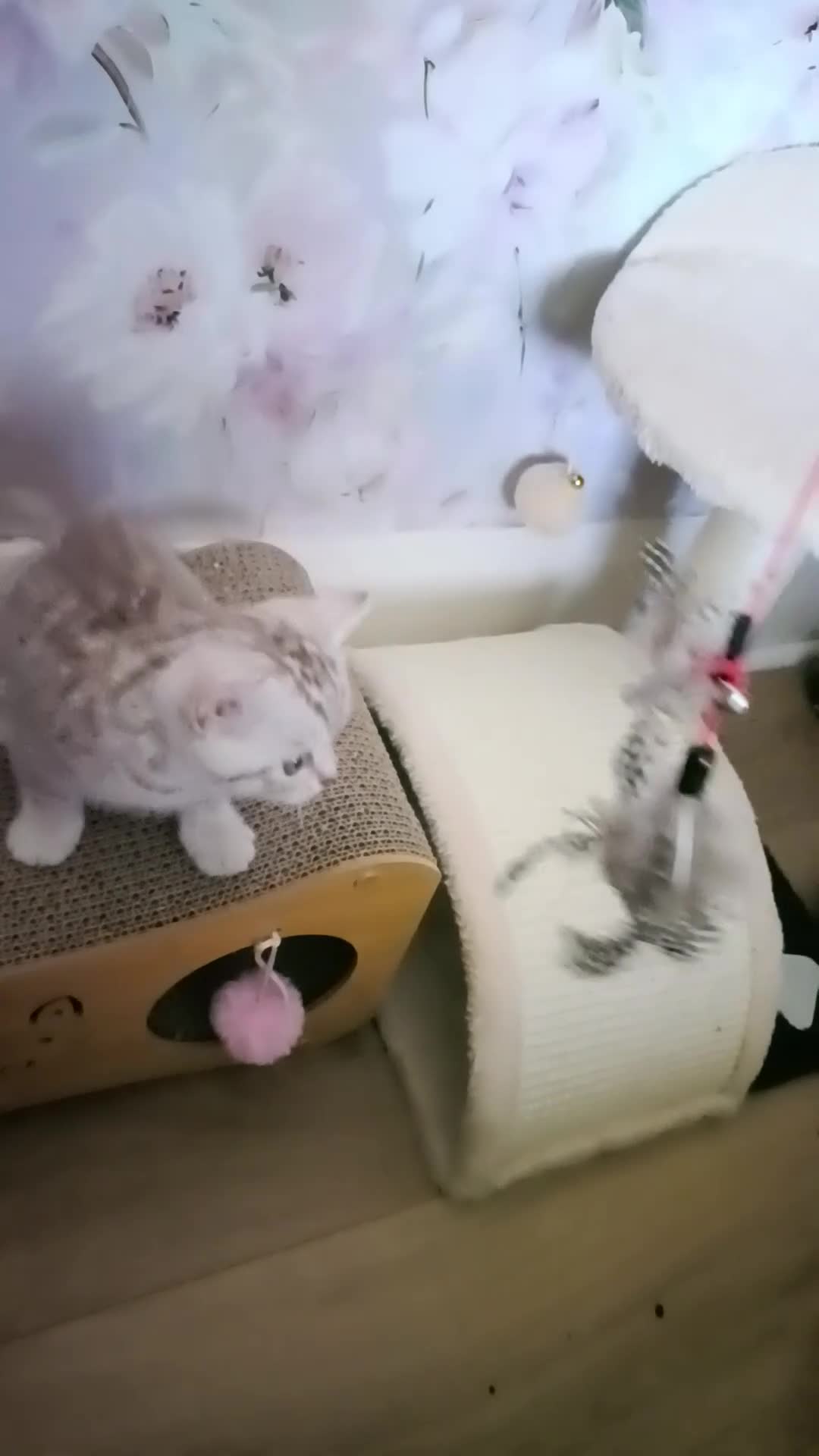 British Shorthair cats for sale: Purebred British Shorthair kittens  - Video 2