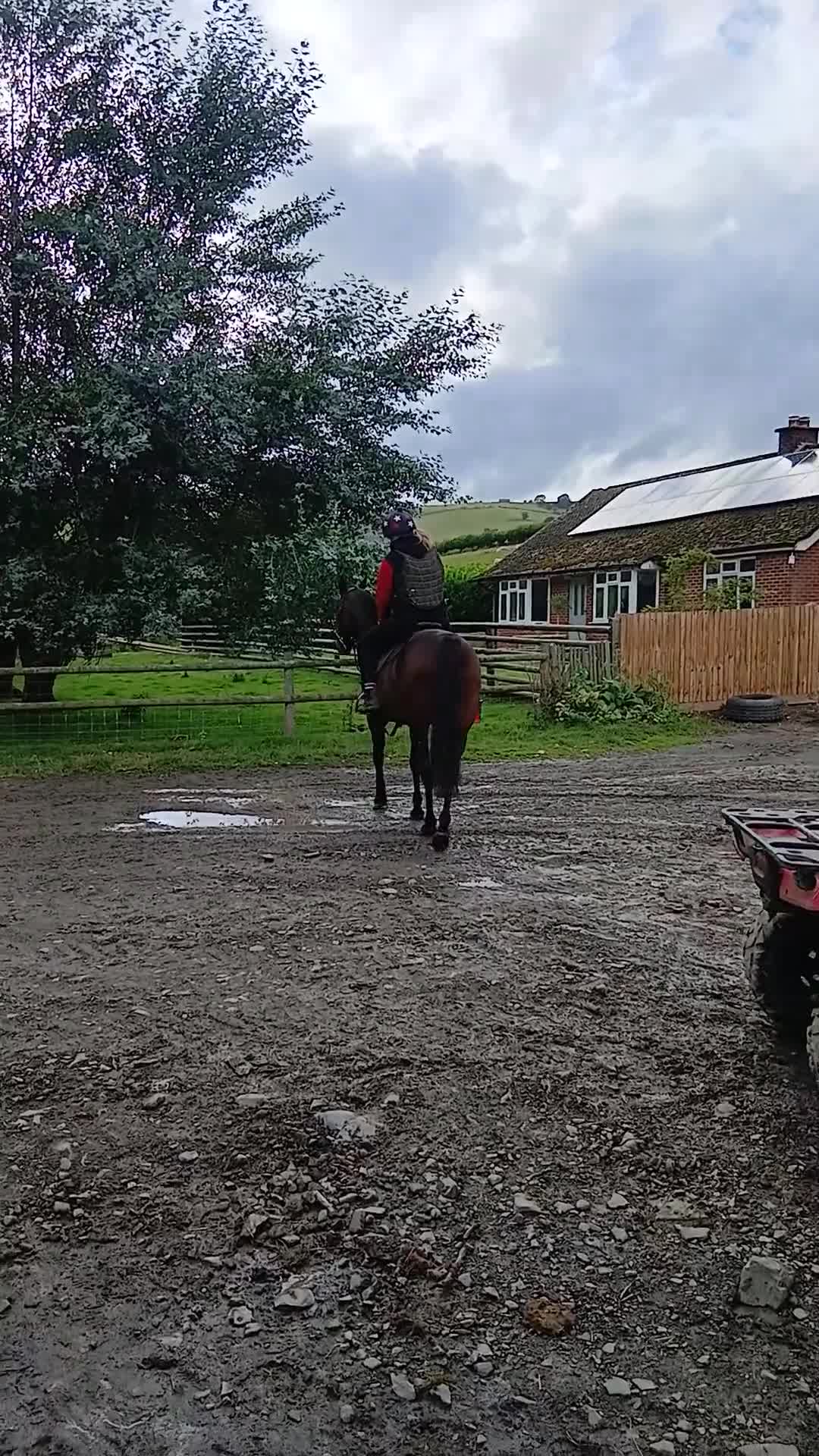 American Standardbred horses for sale: Allrounder horse  - Video 1