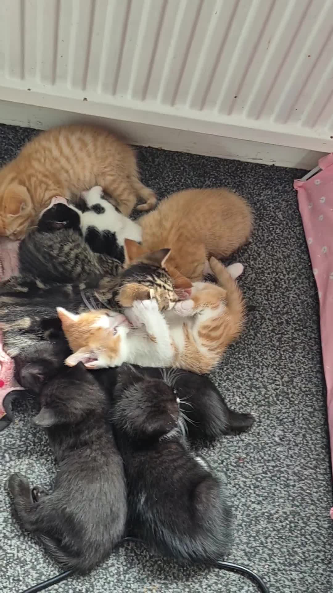 Mixed Breed cats for sale: Two litters of 9 kittens in Huddersfield - Video 1
