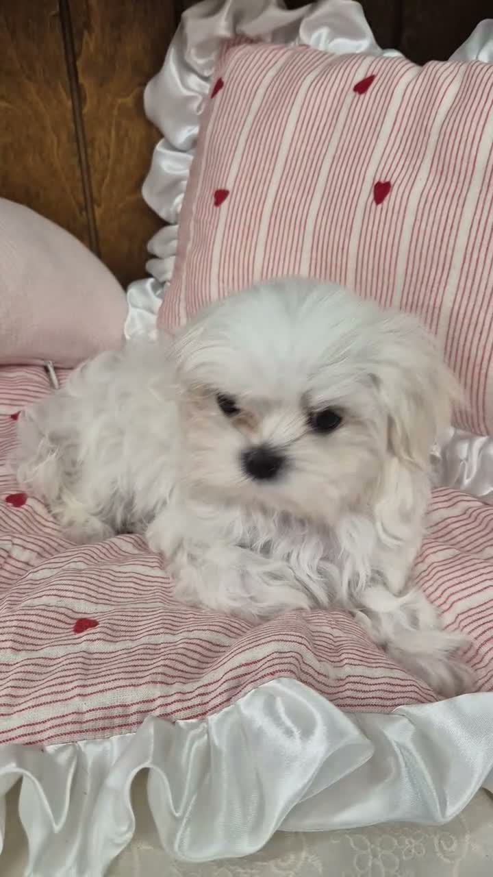 Maltese dogs for sale: 100% Korean‑line Maltese, registered with KKF  - Video 2
