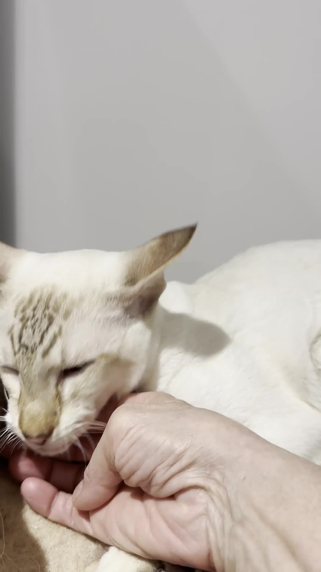 Siamese cats for sale: Gorgeous Tabby Point Male - Active Register - Video 2