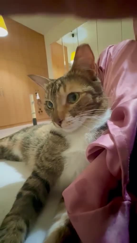 Arabian Mau cats for adoption: Mila is available for adoption  - Video 3