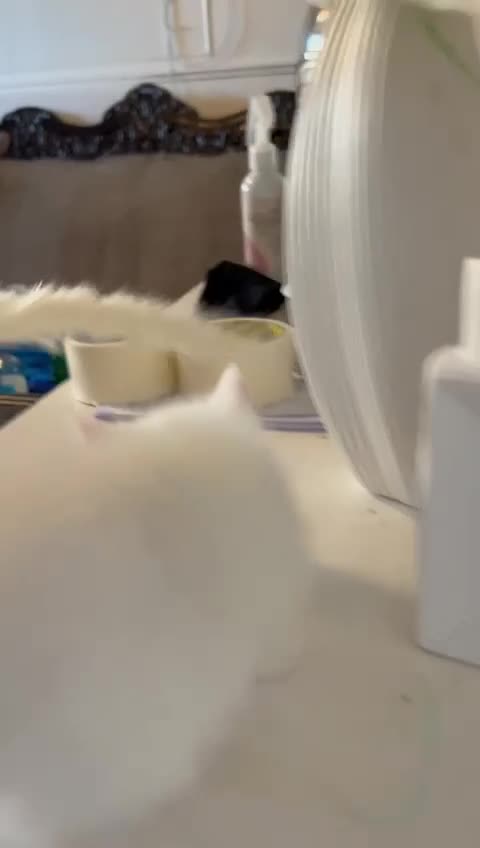 Mixed Breed cats for sale: Siamese cat mixed with full white cat  - Video 3