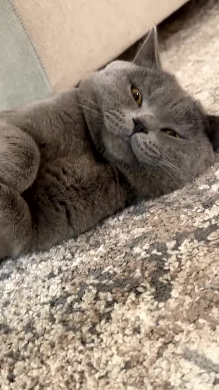 British Shorthair cats for sale: Male Cat for Sale - Video 2