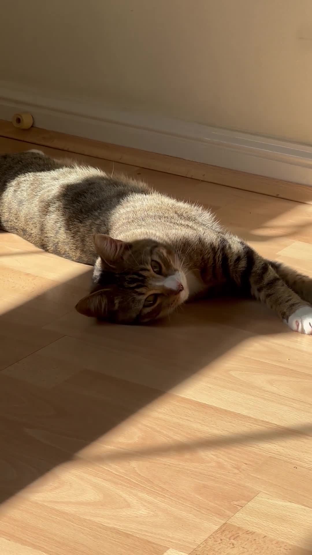 Mixed Breed cats for sale: Lovely 5 month old male kitten - Video 1
