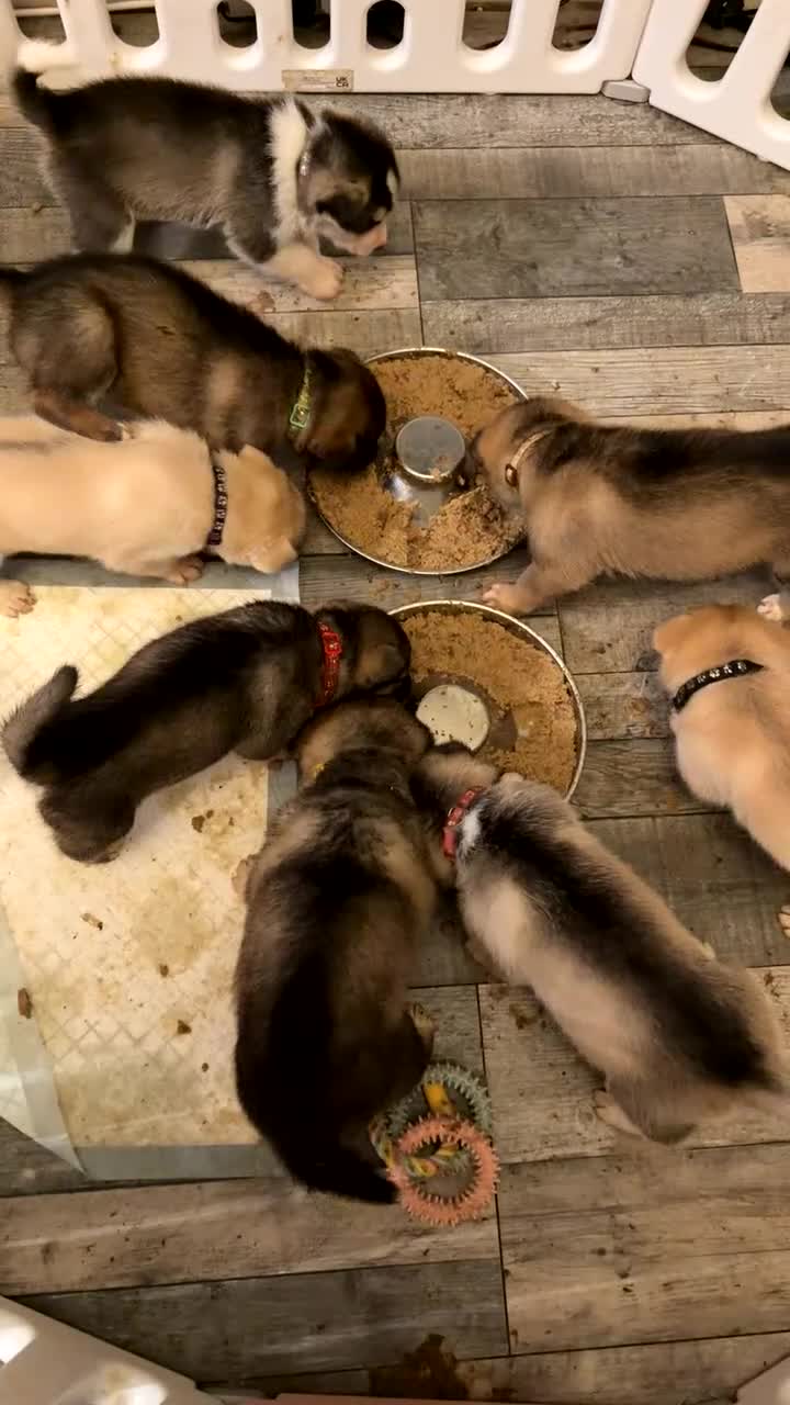 Siberian Husky dogs for sale: Gorgeous husky puppies - Video 1