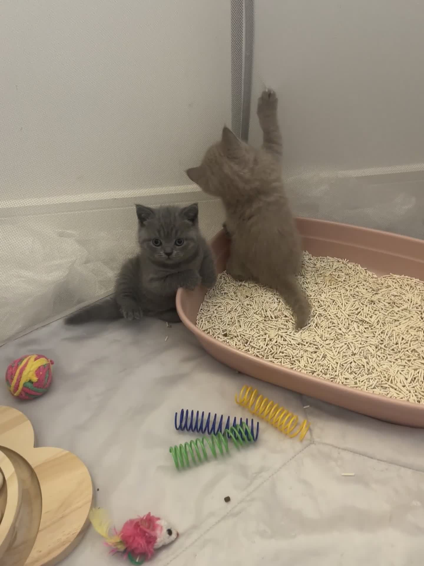 British Shorthair cats for sale: GCCF registered Champion bloodline BSH kittens - Video 4
