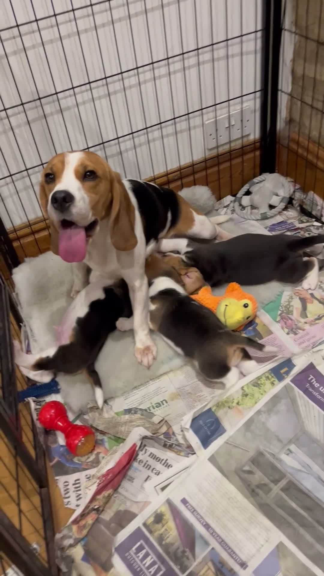 Beagle dogs for sale: Absolute Stunning Puppies (KC Reg)  - Video 1