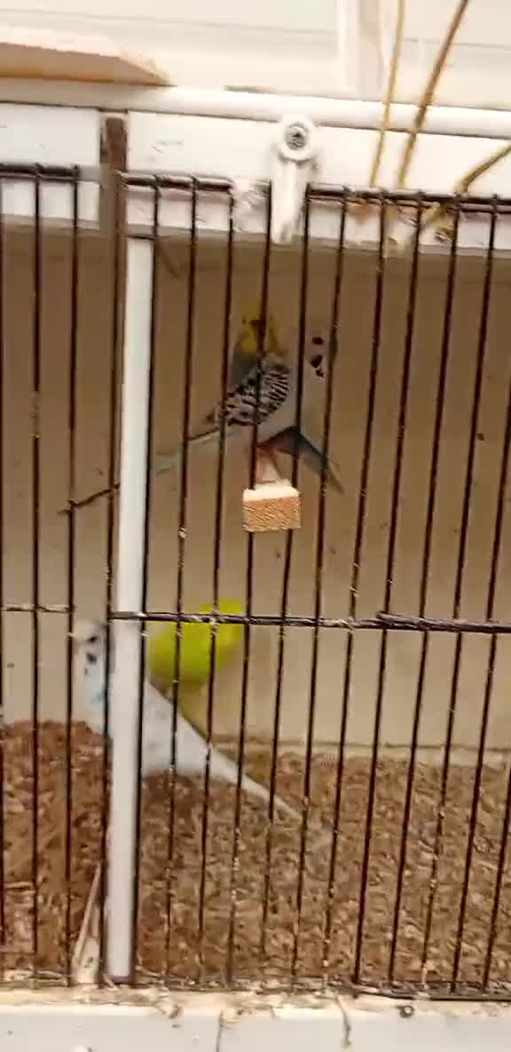 Budgerigars birds for sale: Budgiew - Video 1